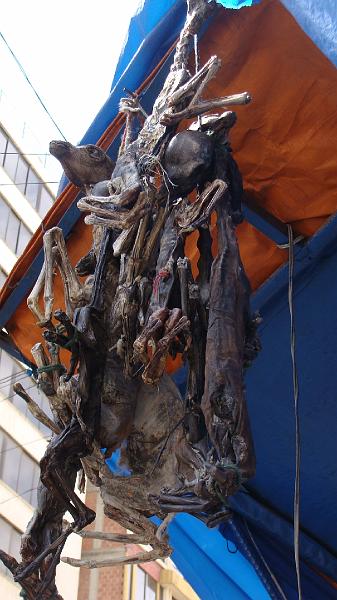 La Paz Steves (28).JPG